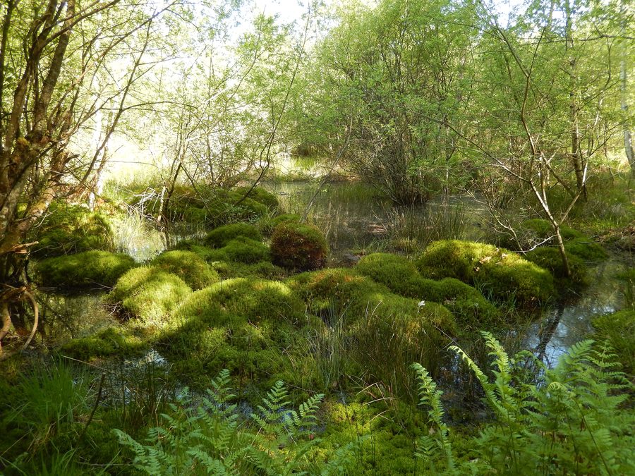 Mardelle sul sentiero dell'Osmonde nella foresta di Prémery