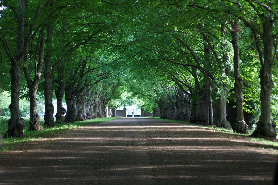 Viale nel Parco Oru di Toila in Estonia