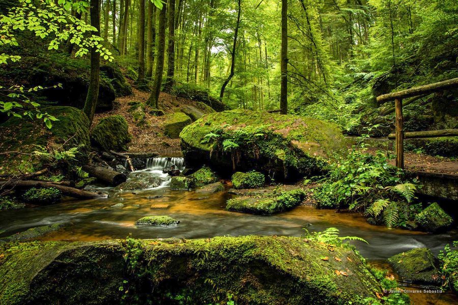 Bosco di faggi e abeti nella zona dell'Irati, nelle valli di Aezkoa e Salazar in Navarra
