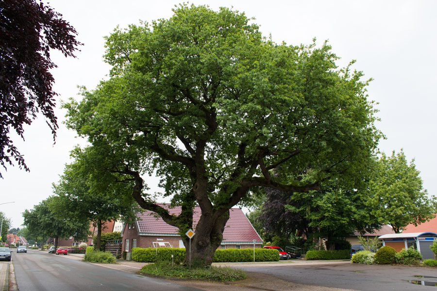 Quercia delle streghe sulla Oldenburger Straße a Zetel