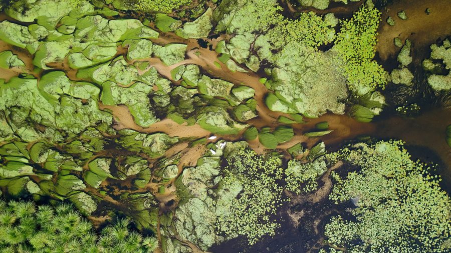 Cigni sul lago di Léon visti dall'alto