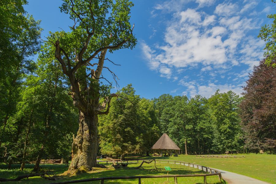 Una grande quercia secolare nel parco faunistico di Ivenack presso Ivenack