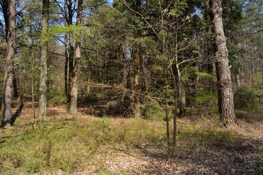 Paesaggio boschivo nella riserva naturale Tönsheider Wald presso Aukrug